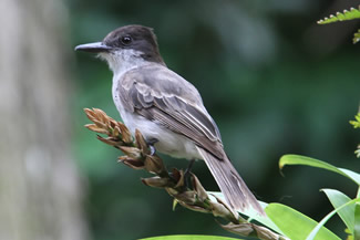 Bahamakoningstiran - Tyrannus caudifasciatus Bahamakoningstiran - Tyrannus caudifasciatus